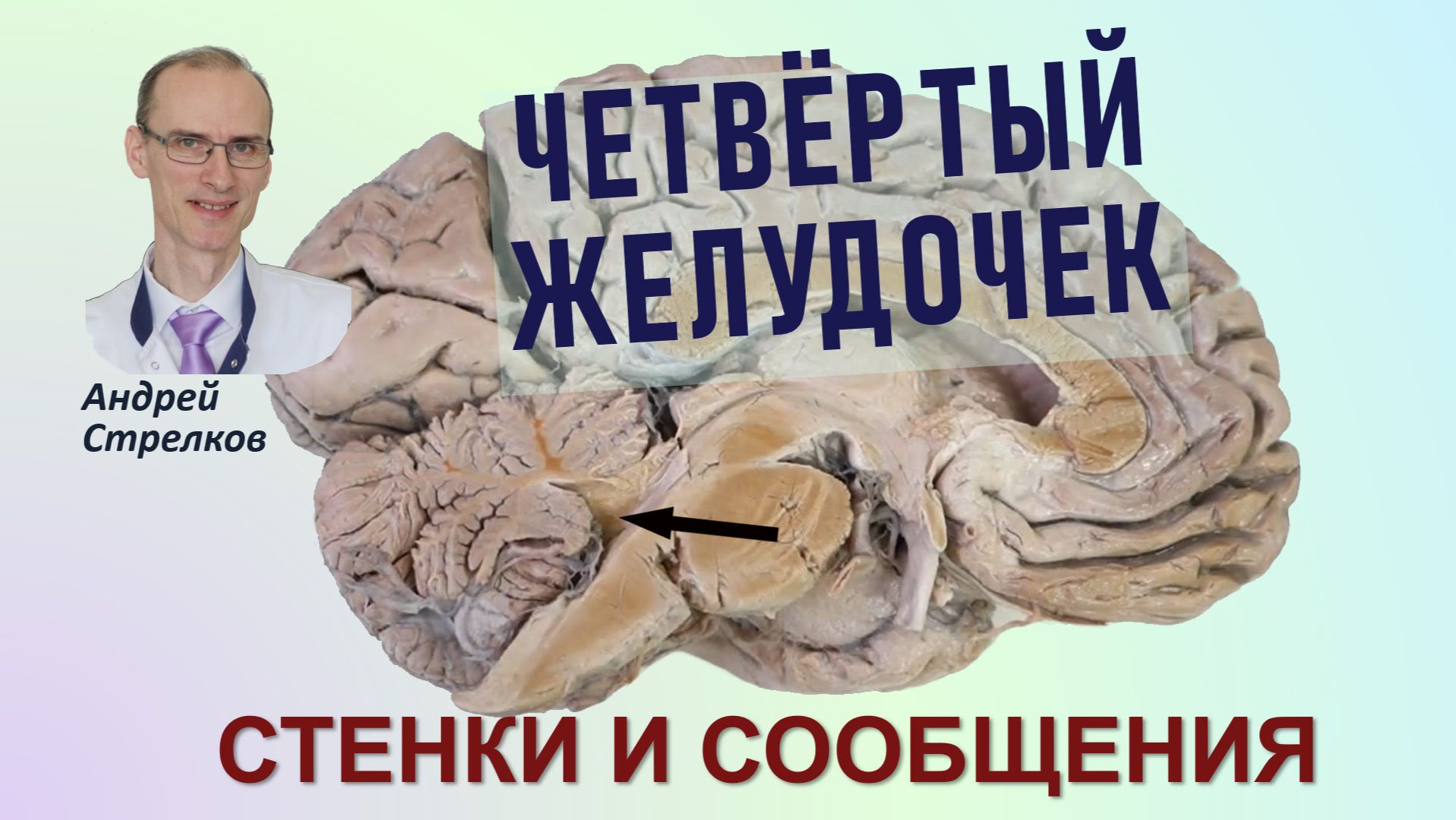 Четвертый желудочек головного мозга: стенки и сообщения