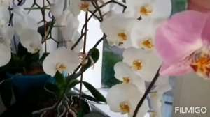 Летнее цветение моих Орхидей