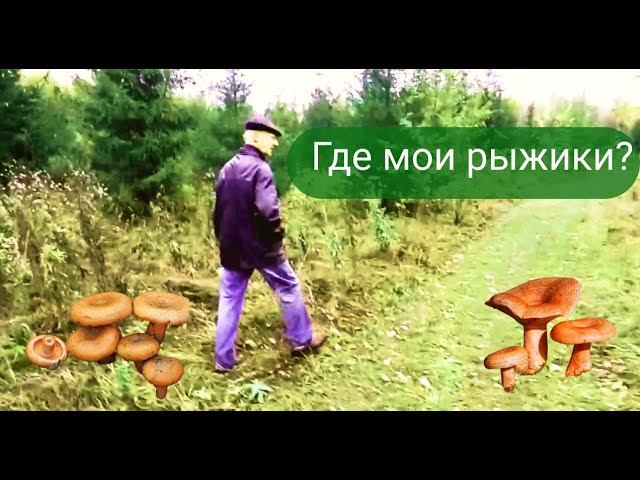 ✔За рыжиками – на север❄✔