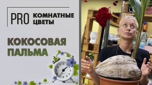 Кокосовая пальма. Высокое и неприхотливое растение: как поливать, уход, пересадка, вредители.