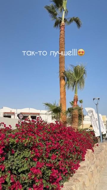 мы в Шарм-эль-Шейхе❤️ Египет #египет #рекомендации #рек #шармельшейх #хочуврек смотреть онлайн