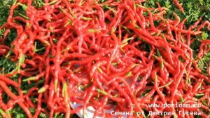 Японский Пряный Сладкий Струнный Перец Химо Тогараши — Himo Togarashi ひも唐辛子