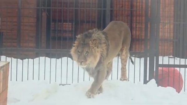 15.02.26г Как ШЕРХАН готовился к свиданию Киара и Шерхан