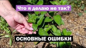 ОСНОВНЫЕ ошибки при выращивании метельчатых гортензий: МОИ НАБЛЮДЕНИЯ