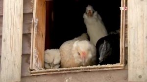 Усадьба Гусево в Новогодней передаче