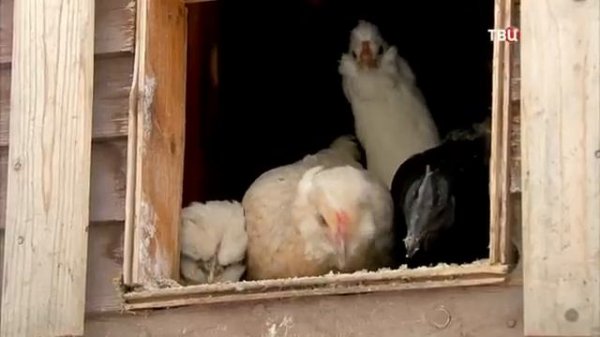 Усадьба Гусево в Новогодней передаче