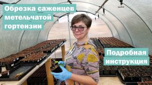 ПОДРОБНАЯ инструкция к обрезке саженцев МЕТЕЛЬЧАТОЙ ГОРТЕНЗИИ