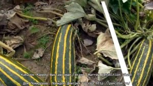 Кабачок Марроу Выставочный Гигант — Marrow Exhibition Giant. Семена Дом Помидоров — Помидом