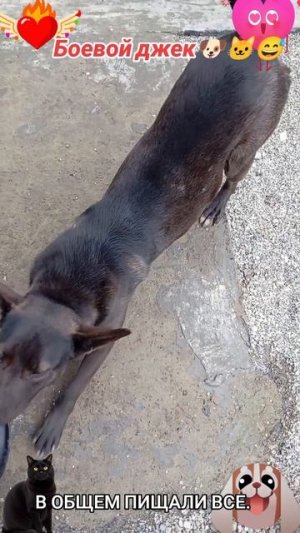 Боевой Джек🐶🐱😅