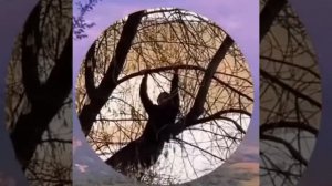 сигмабойчик🤡