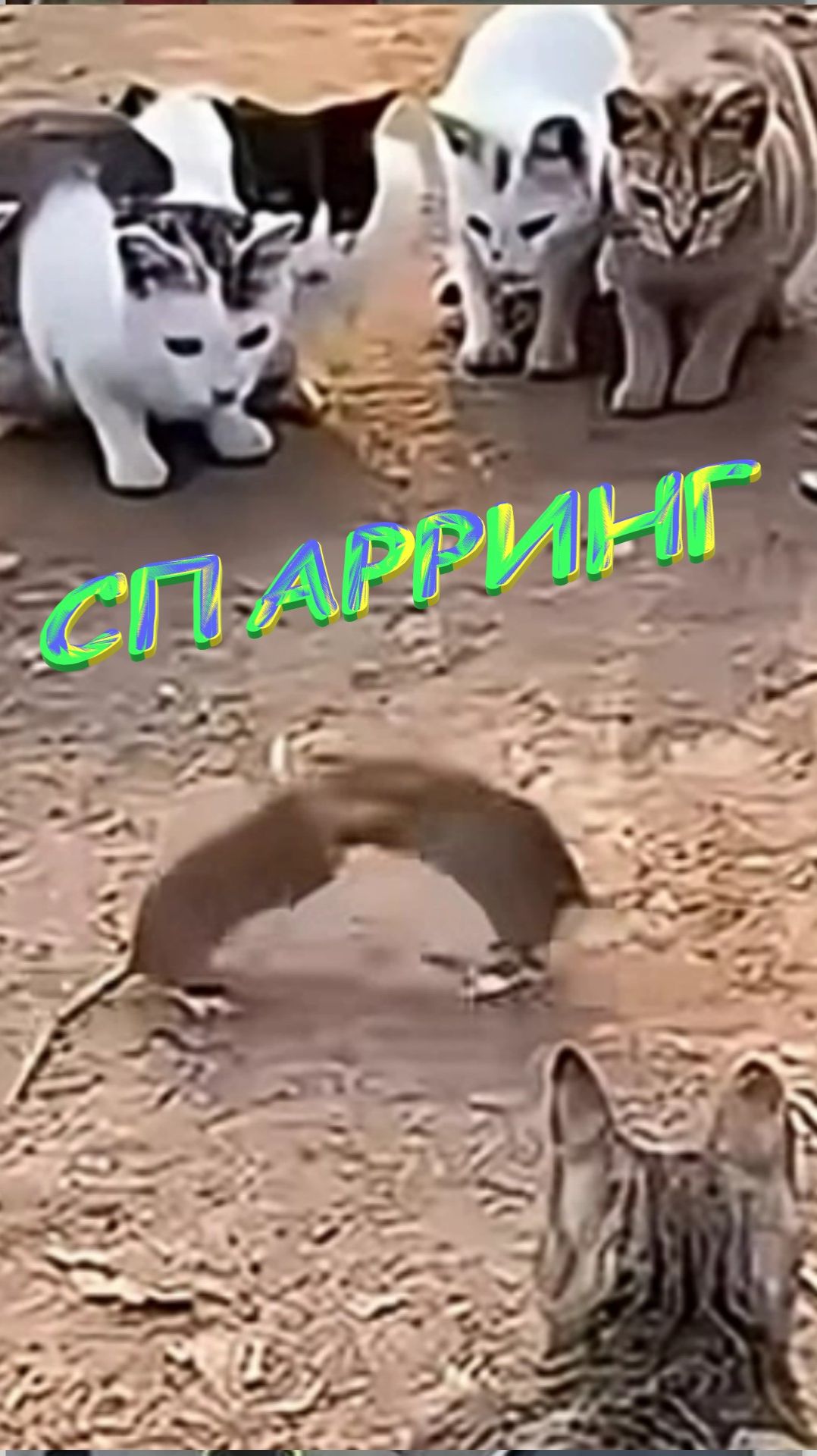 🐱🐭 СПАРРИНГ 🐱🐭 смотреть онлайн
