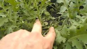 Ручетта (Ruchetta) — Итальянская Руккола