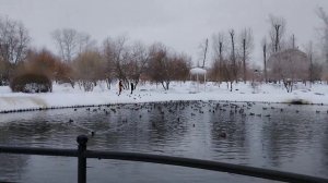 Природа! Утки на озере в парке!