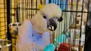 Влад все больше и больше приручает Киру к себе, она берет из его рук вкусный миндаль, Жорик РЕВНУЕТ!