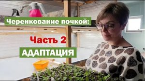 Черенкование почкой - ЧАСТЬ 2: Адаптация укорененных черенков метельчатой гортензии