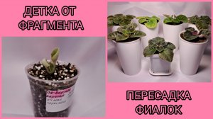 Детка от фрагмента фиалки. Пересадки без корней.