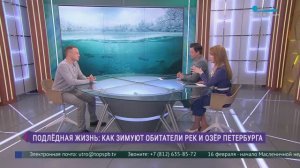 Подлёдный мир. Как морозы влияют на жизнь обитателей петербургских прудов