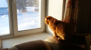 Возвращение блудного кота. Часть 2