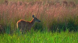 ВОСХИТИТЕЛЬНО НЕЖНАЯ МЕЛОДИЯ ДЛЯ СПОКОЙНОГО СНА