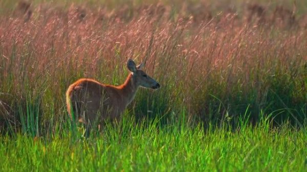 ВОСХИТИТЕЛЬНО НЕЖНАЯ МЕЛОДИЯ ДЛЯ СПОКОЙНОГО СНА
