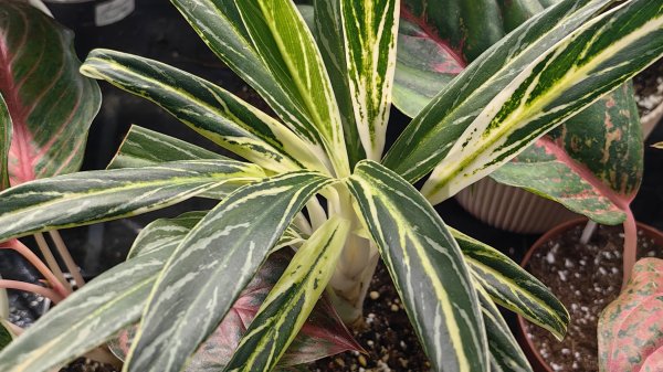 Аглаонемы в фокусе. Посадки и не только ☘️🌿☘️🌿