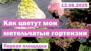 12.08.2025  // ЦВЕТЕНИЕ метельчатых гортензий В ОТКРЫТОМ ГРУНТЕ // Первая площадка