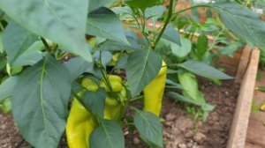 ЛУЧШИЕ ПРОВЕРЕННЫЕ СОРТА ПЕРЦЕВ НА СЕЗОН 2026