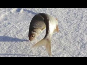 Рыбалка в феврале марте. Как поймать плотву, когда она пассивна? Есть способ!