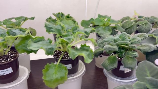 Обзор фиалок, выбираю кого возьму на выставку смотреть онлайн