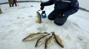 ДА СКОЛЬКО ИХ ЗДЕСЬ..СУДАКИ ЗАГИБАЮТ УДОЧКУ! Зимняя рыбалка на судака 2026