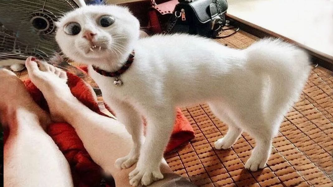 Видео приколы Забавные видео с кошками и собаками. Видео подборка приколов смотреть онлайн