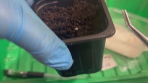 Острый перец, первая петелька.