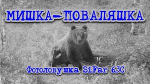 Мишка-поваляшка. Фотоловушка SiFar 6.3C