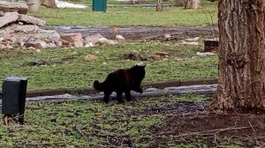 Кот учёный😺