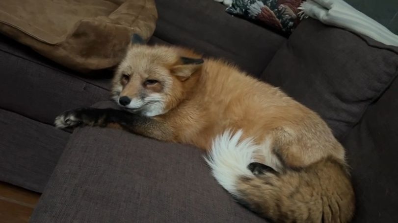 Лиса-Алиса. Белый пришел пожелать лисе доброго утра смотреть онлайн