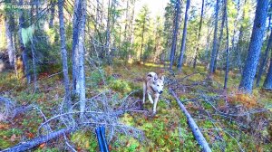 Охота с собакой не всегда удачная. 6 серия
