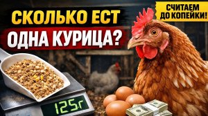 Сколько реально ест одна курица в день Правда о расходах и себестоимости яйца