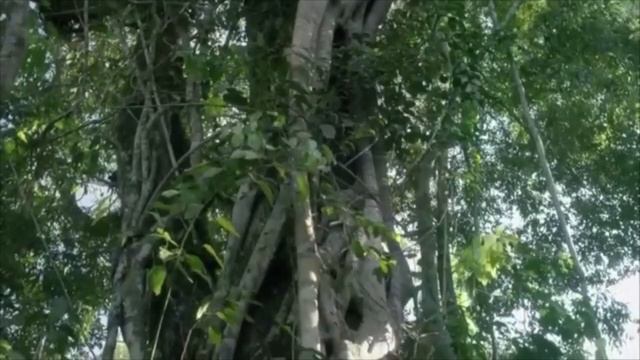 Когда тебе 17 лет_ музыка и исполнение_ Олег Сапегин,слова_Олег Танцюра