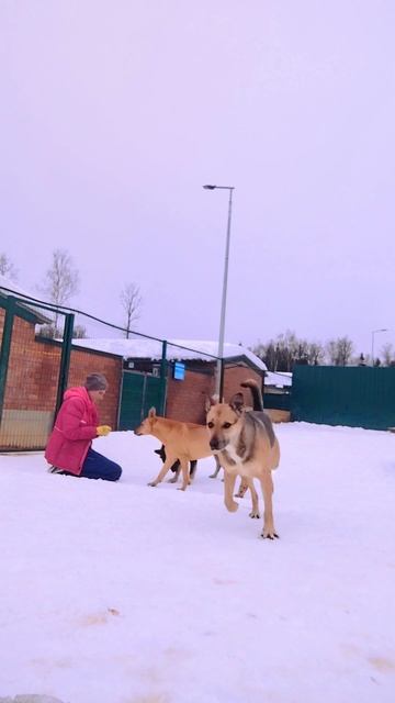 "Почти прирученные, 3Д😎" ❥ Приют в Малинках #приютдляживотных