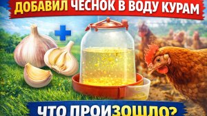 Добавил чеснок в воду курам 🧄💧 Что произошло на самом деле? Эксперимент и честный результат