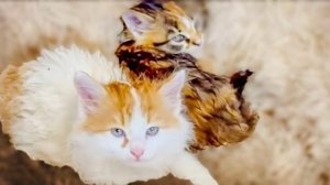 Мы НЕ СМОГЛИ оставить котят на улице и пытаемся их поймать ведь впереди УРАГАН!