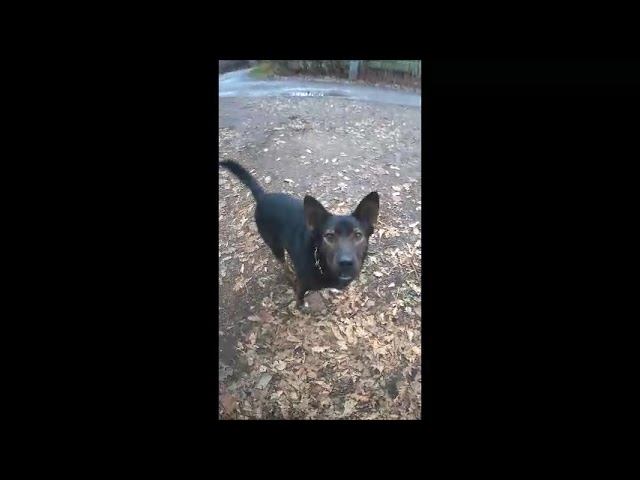 ✔Собаки говорят «спасибо».#shorts✔