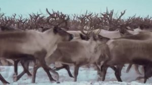 Чукотка. Музыка Сергея Чекалина. Chukotka. Music by Sergey Chekalin.