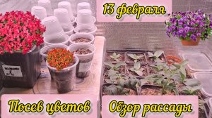 Сею петунию, ампельный львиный зев и виолу. Проращиваю перец в самокрутке. Кашпо готово!