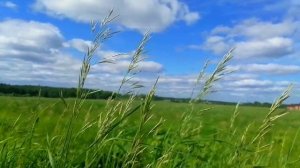 Сыктывкарское лето. Красота природы