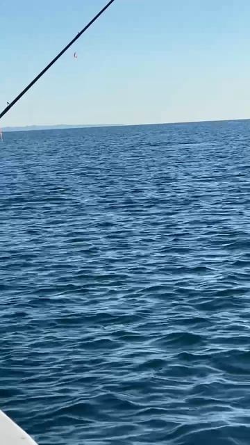 Дельфины в Адлере гоняют хамсу. смотреть онлайн