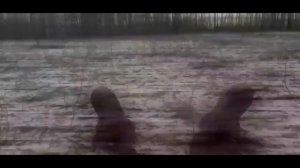 похищенный для леса ЧАСТЬ 2