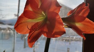 10.02.26/весна на подоконнике🌷/цветение амораллиса😍/петунии🌱/отрезала волосы😱/пеку булки🤤