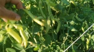 Горох едим вместе со створками! Карликовый Снежный Горошек Норли Мангетоут — Norli Mangetout Pea