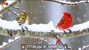 Птицы зимой в лесу 🐦_⬛🦉 🦤 видео для отдыха душой 🦅🌲(11)